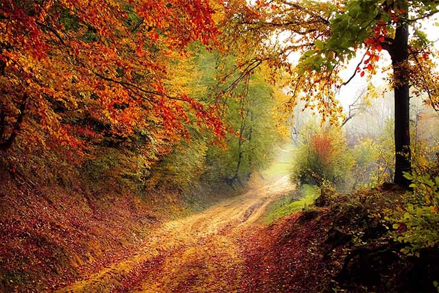 Beautiful Forests in Autumn