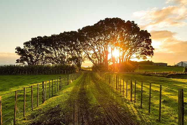 Country-Farm-Track at sunrise