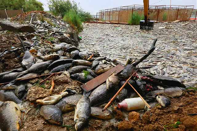 Tons of Dead FIsh completely blocking-Waterways and embankments
