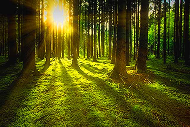 Nature and Forests - early morning sun glitters through lush undergrowth and forested trees