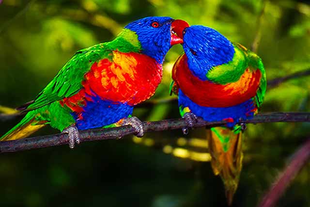 Close-up image of Rainbow Parrots kissing on a perch