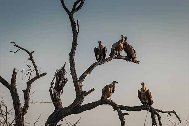 Vultures Congregate on Dead Tree
